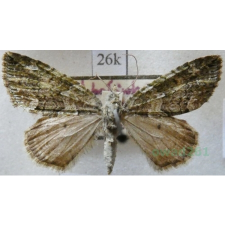 Chloroclysta siterata (Hufnagel, 1767) Paśnik zaroślak Poland26k